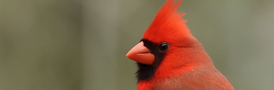cardinal meaning and symbolism