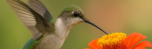 Hummingbird meaning in grief and remembrance